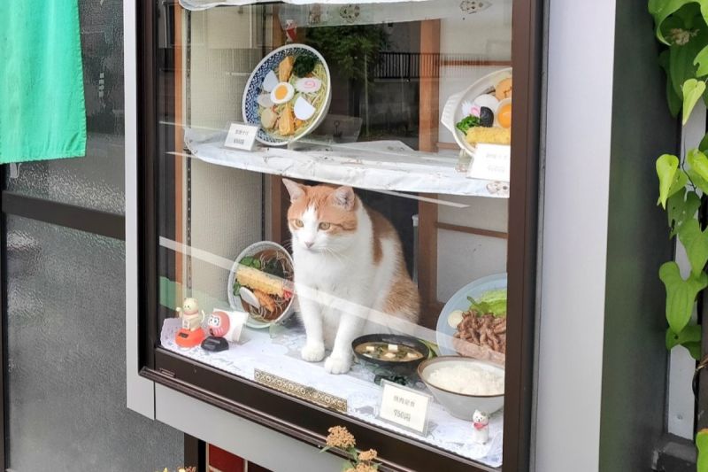 蕎麥店櫥窗坐隻胖橘店貓，客一看身材笑了：「看來肯定好吃」。 圖／Twitter：shintoshintoday