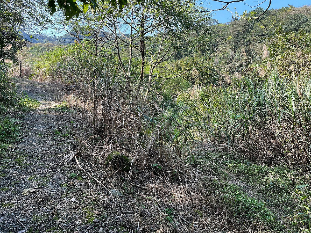 大路崁登山步道修復前路徑消失。