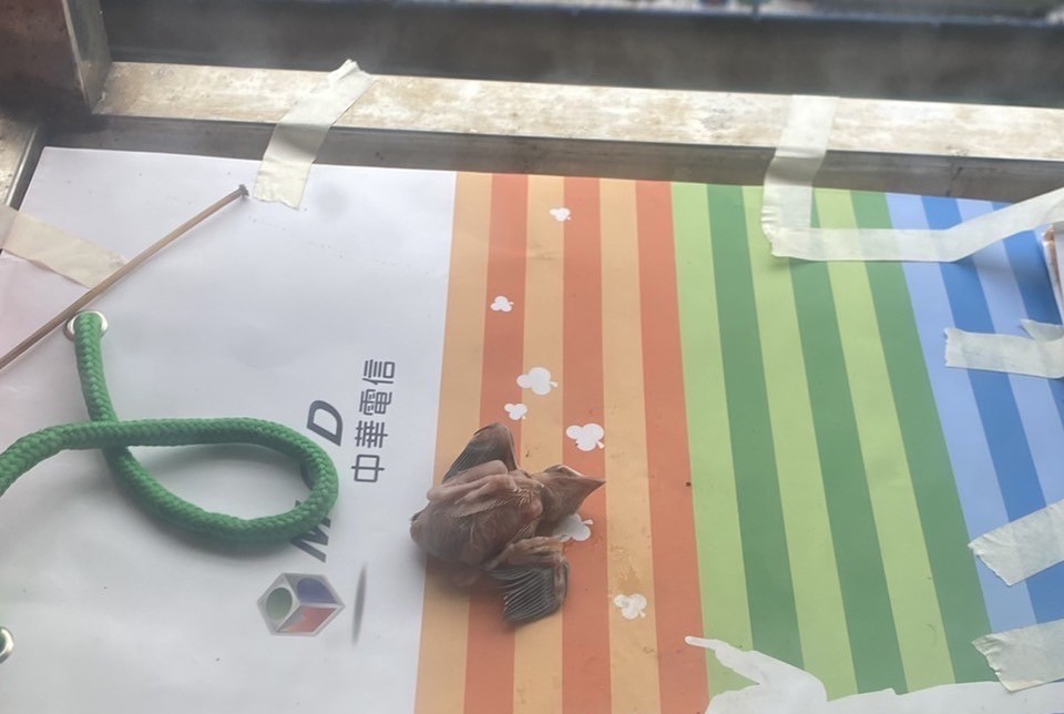 楊小姐發現雛鳥掉落自家陽台上。 圖：新北市動保處提供