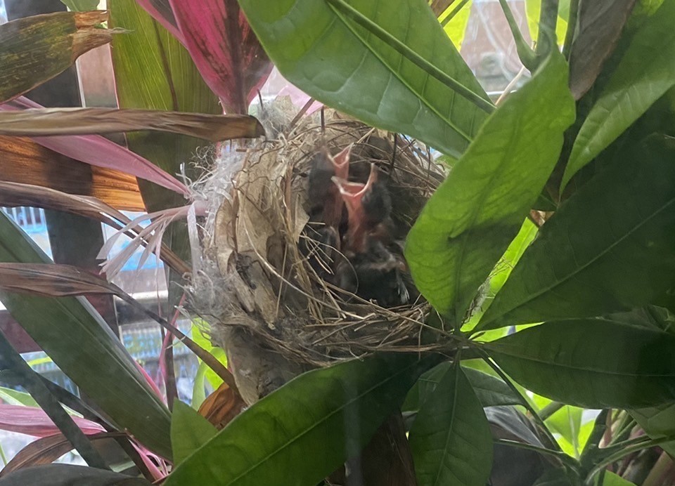 鳥巢內嗷嗷待哺的小白頭翁。 圖：新北市動保處提供