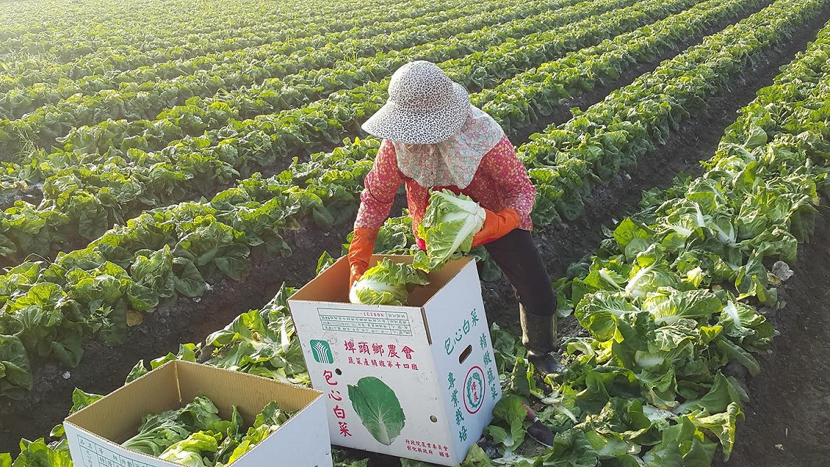 受先前颱風與連續降雨影響，主計總處8日公布10月消費者物價指數(CPI)年增1.7%，平均一戶多花新台幣539元的買菜金。  圖：農糧署提供