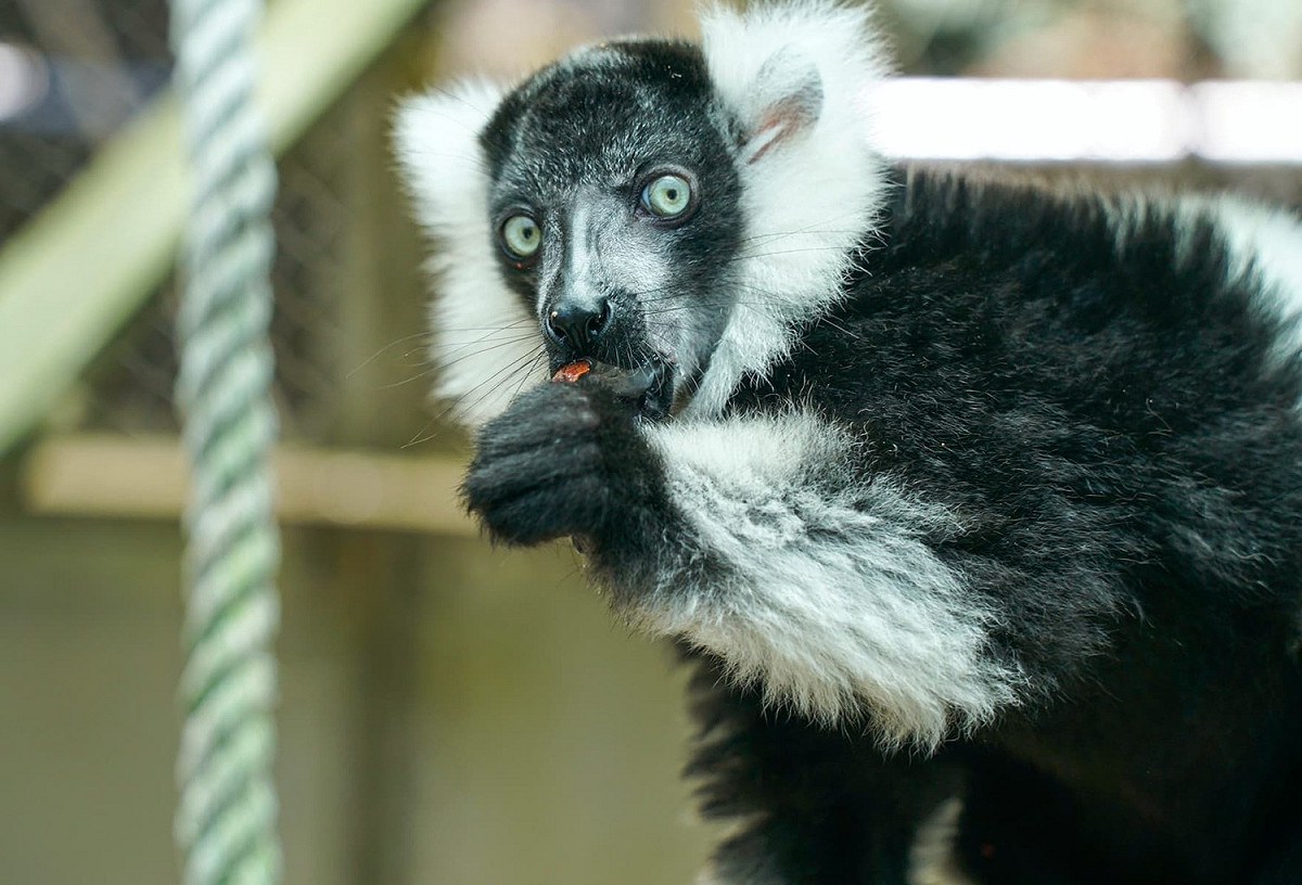 台北市立動物園白頸狐猴寶寶於今年4月出生，目前已經將近4個月大。 圖：台北市立動物園 / 提供