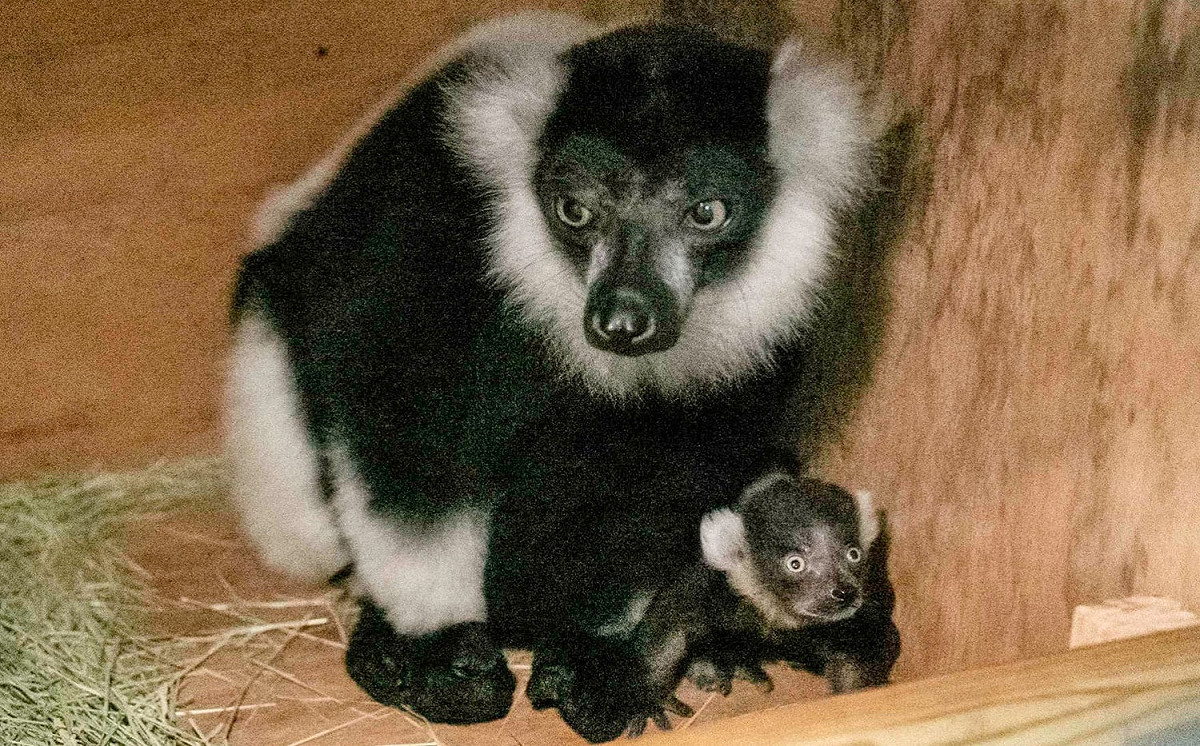 動物園會在育幼期間提供白頸狐猴媽媽一個獨立的空間，直到新生的寶寶可以獨自採食。 圖：台北市立動物園 / 提供