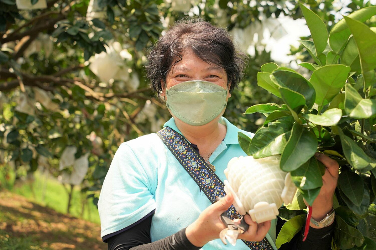 八里區農會推廣部指導員李月寶為提高利用，決定投入種植心型柚。 圖：新北市農業局提供