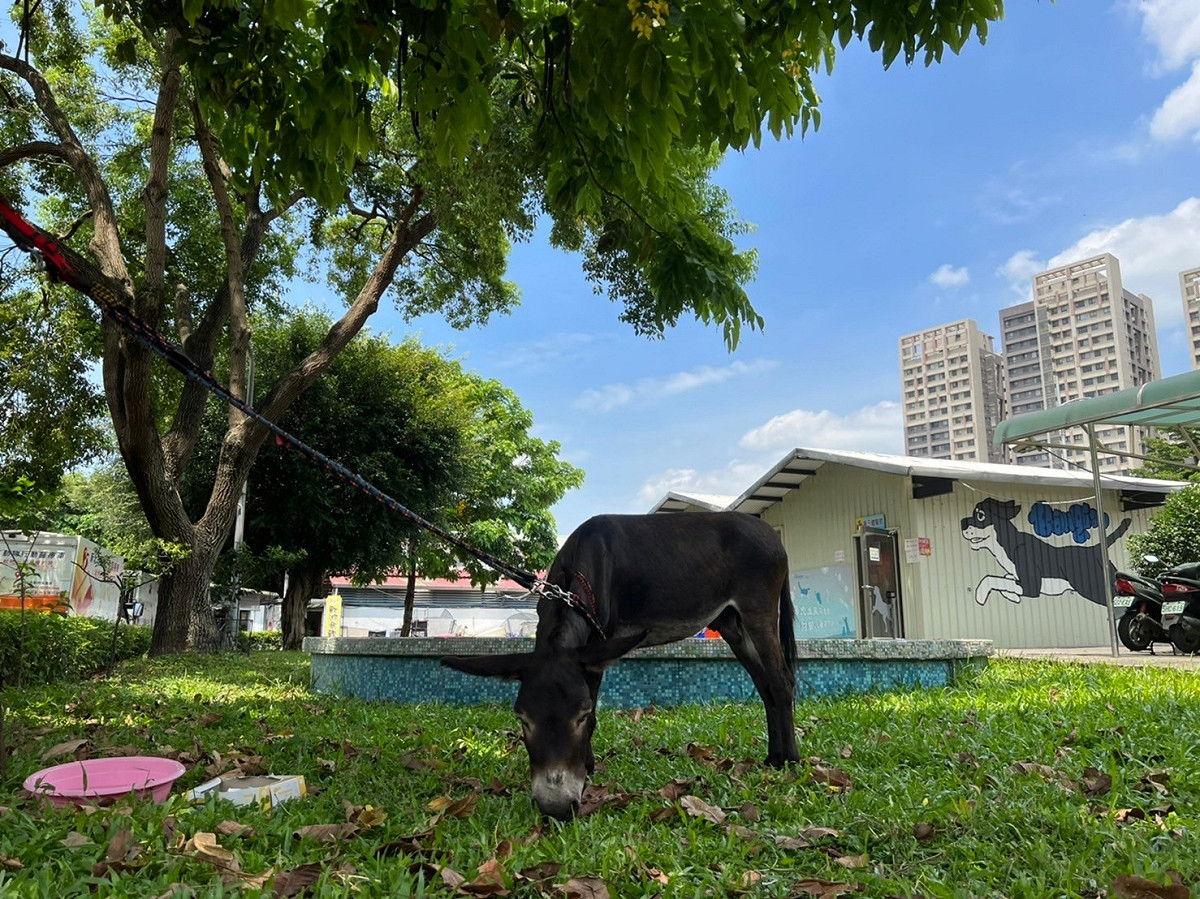 走失驢子帶回板橋動物之家安置照護。 圖：新北市動保處提供
