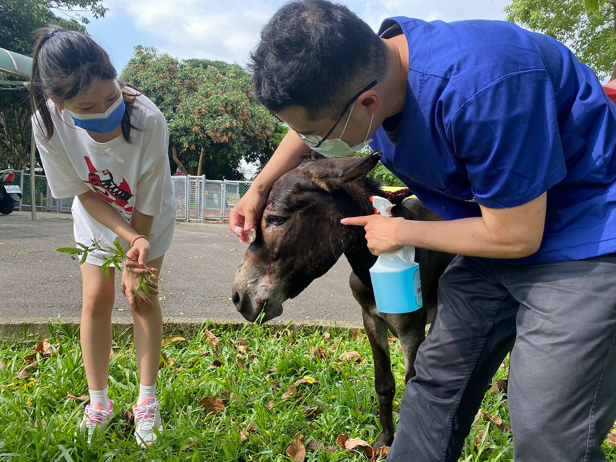 獸醫師為驢子治療皮表外傷。 圖：新北市動保處提供