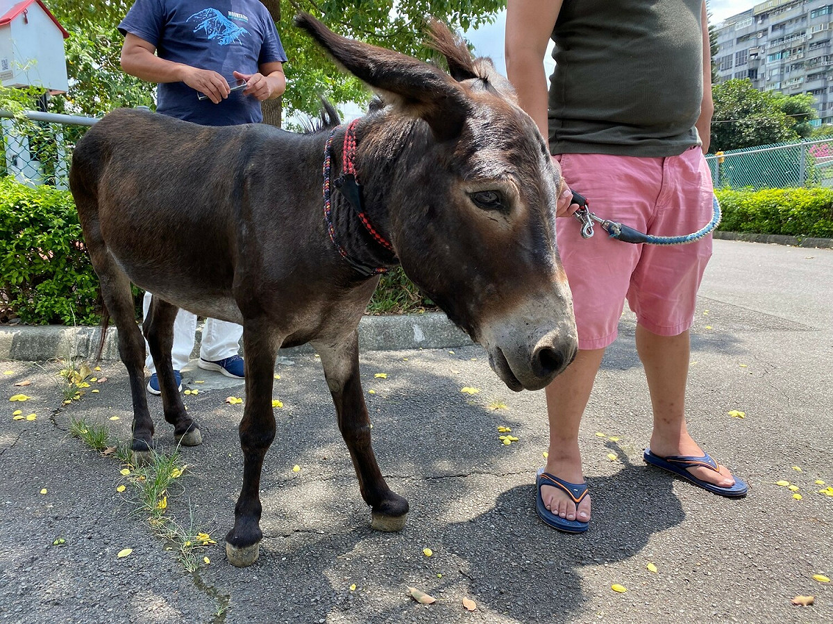 飼主隔日前來帶回走失驢子。 圖：新北市動保處提供
