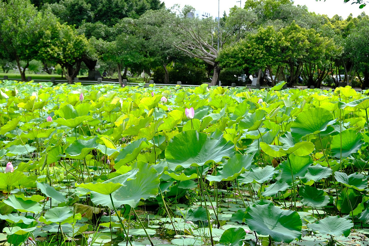 三重荷花公園水池面積約達3500平方公尺，夏季期間佈滿綠意盎然的荷花。