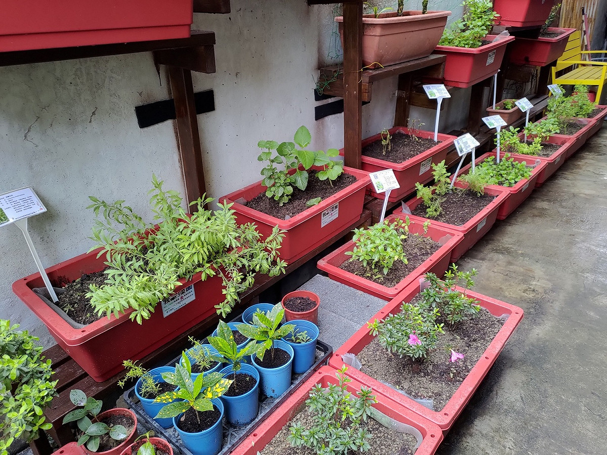 永和區豫溪里將閒置的國有地改造成芳香四溢的香草園圃。