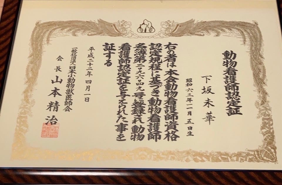 日本動物看護師證照的取得必須在高職或大學修滿必要學分並通過考試，合格率約在80％至90％之間。預定2023年起改為國家考試。 圖：新北市動保處提供