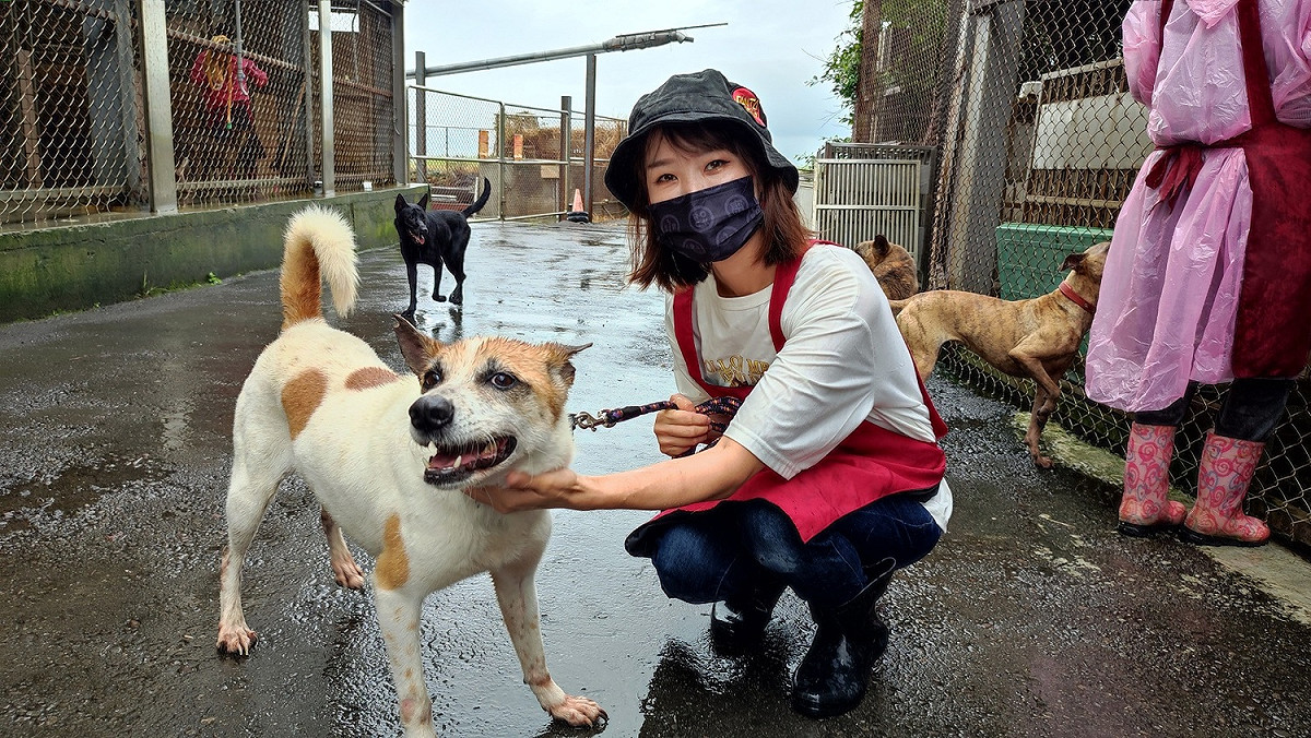 日本美女動物白衣天使下坂未華渡海嫁台，每週抽空2次照顧流浪毛寶貝。 圖：新北市動保處提供