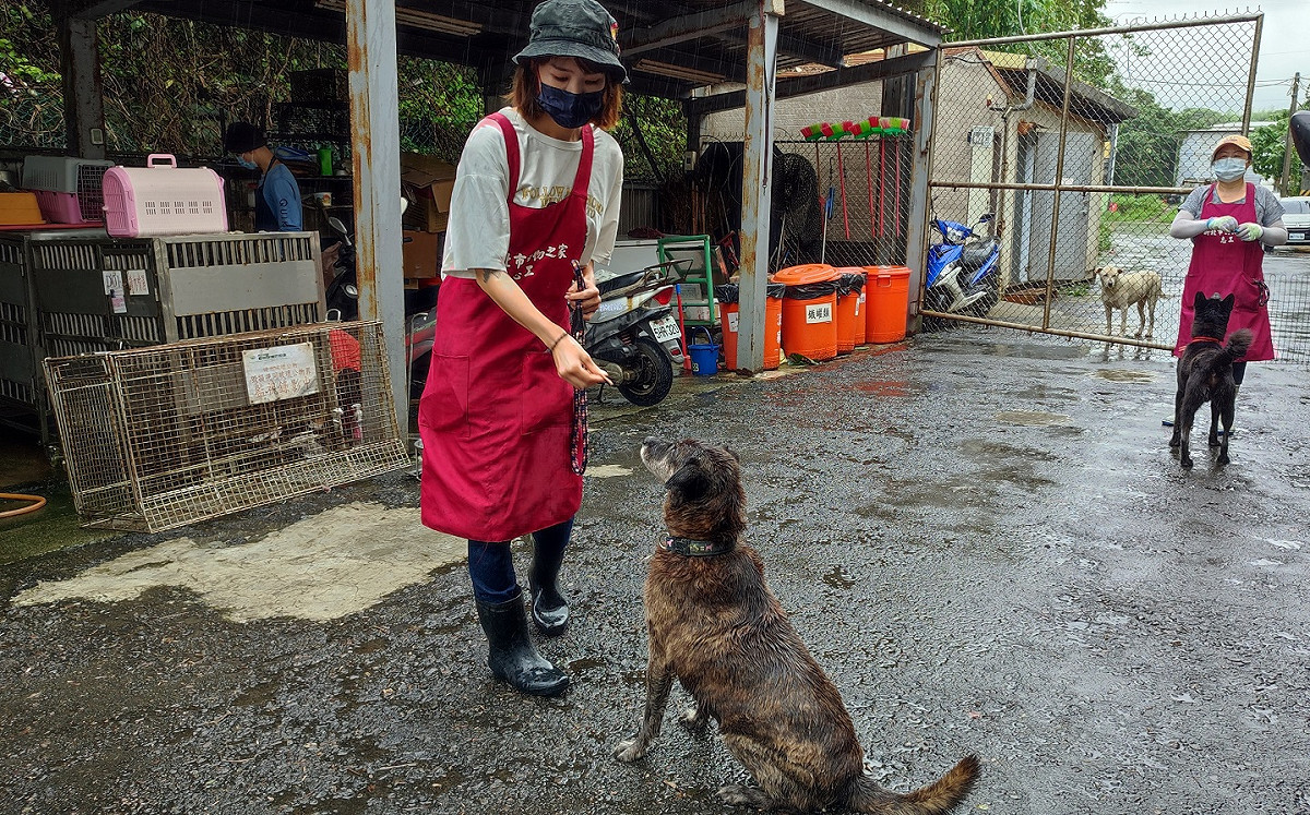 身為專業動物看護師天職熱忱，她無私無悔挺身加入志工奉獻所學技能盡一份棉薄之力。 圖：新北市動保處提供
