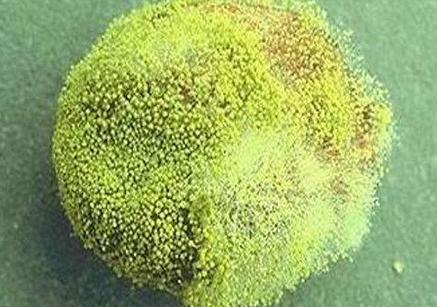 黃麴毒素會對犬貓肝臟造成嚴重損傷的劇毒。 圖：新北市動保處提供