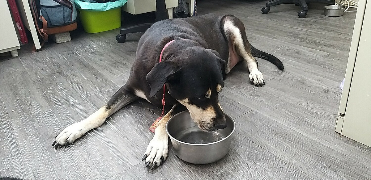 飼主應隨時關心寵物身體的變化。 圖：新北市動保處提供