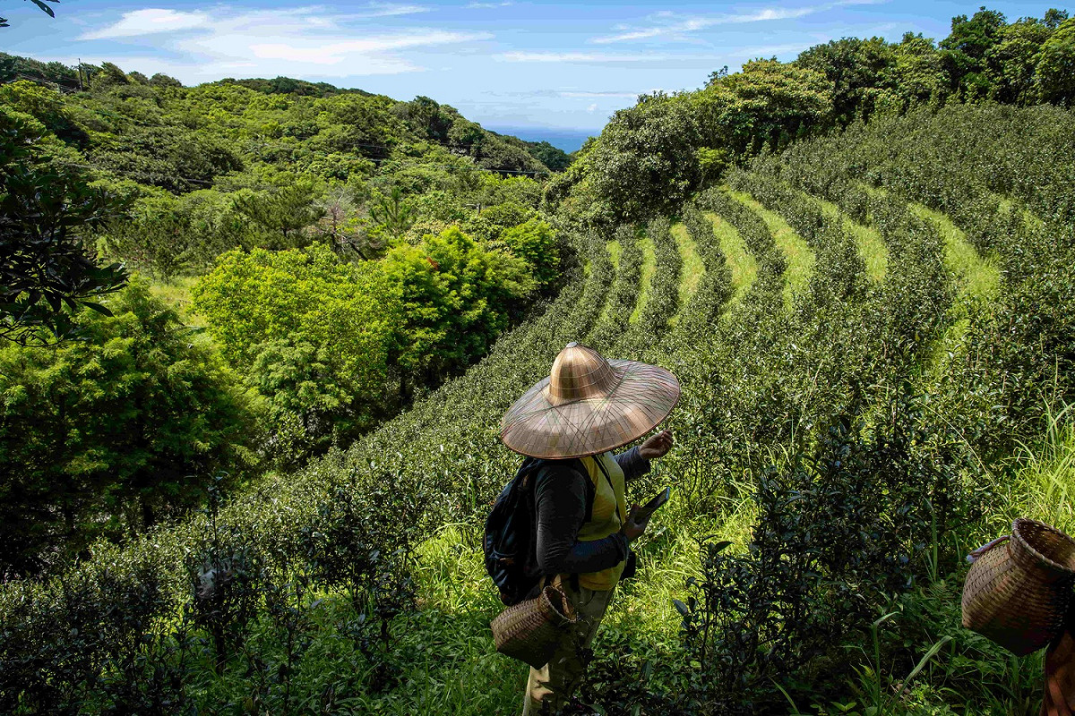 石門茶園採茶體驗。