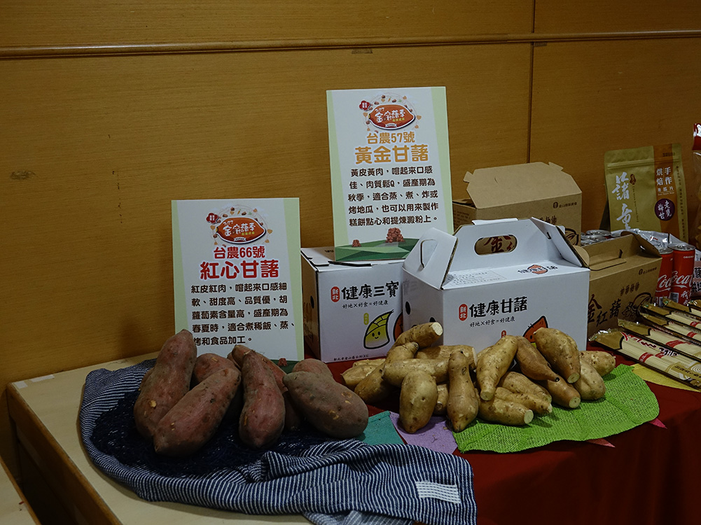金山66號紅心及57號黃金甘藷。 圖：金山區公所提供