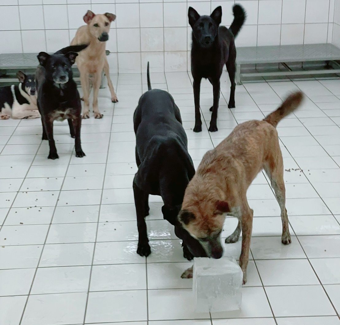 動物之家購置冰塊幫毛寶貝消暑。 圖：新北市動保處提供