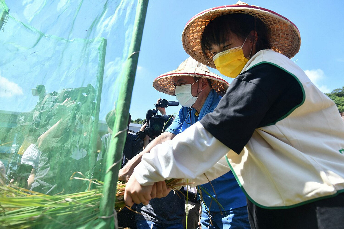 侯友宜帶領小朋友一同下田體驗割稻、打穀，在烈日底下曬得臉頰通紅、滿頭大汗。 圖：新北市新聞局提供