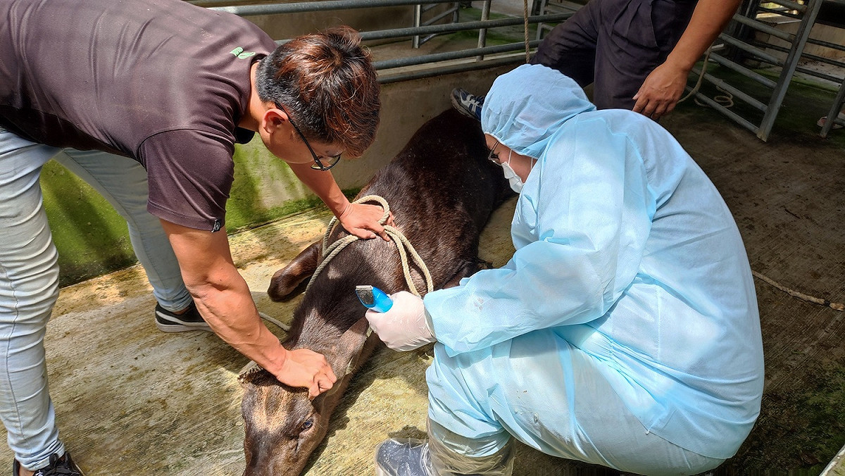 醫師替動物施打疫苗最危險過程通常是抓穩保定。 圖：新北市動保處提供