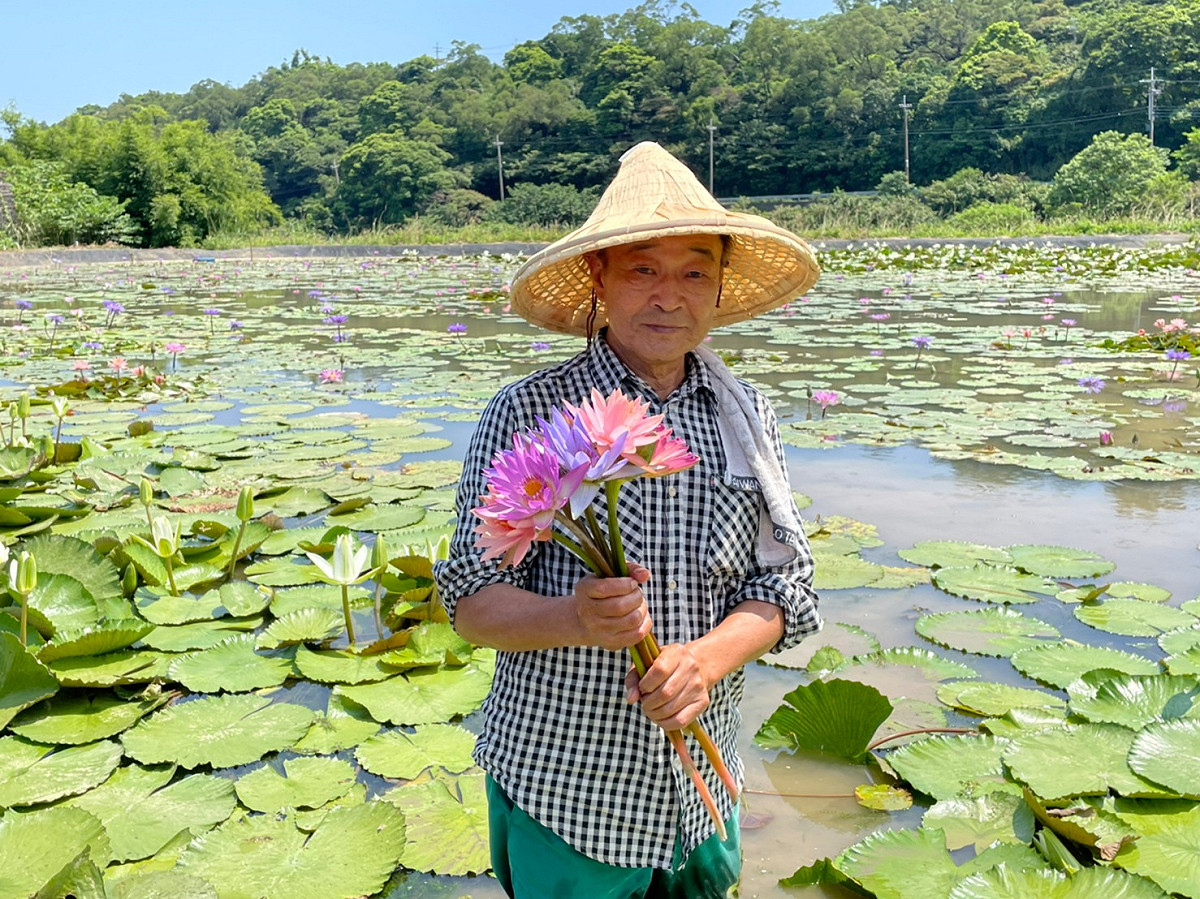 阿石伯長子楊炎生先生，持續蓮花田友善耕作。