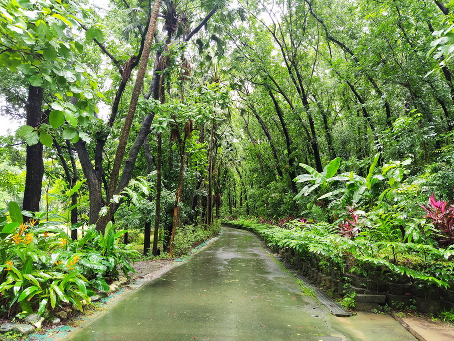 中興大學新化林場夏季大雨後的桃花心木森林美景。