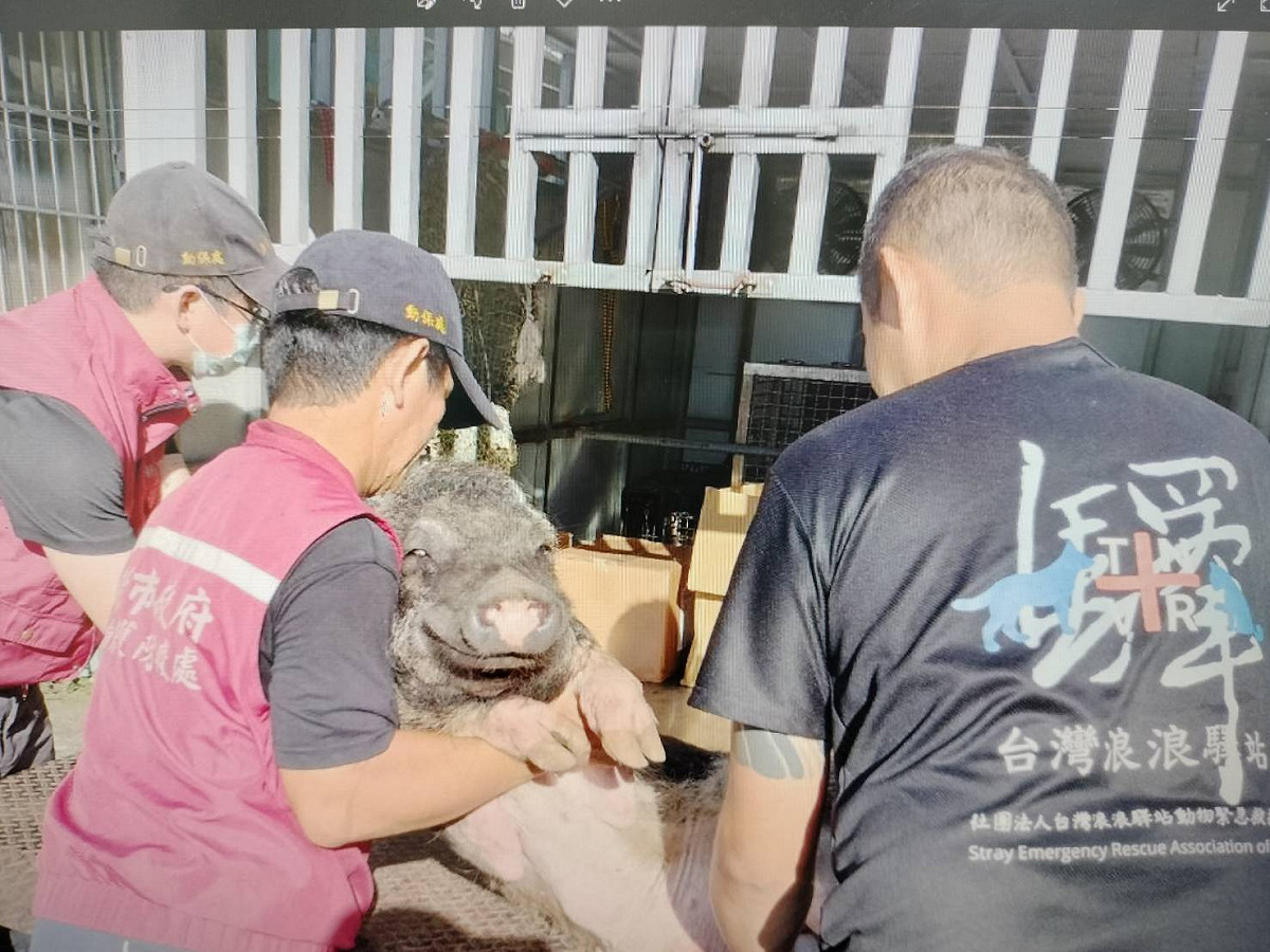 動保員與志工合作救援山豬至動物管制車。 圖：新北市動保處提供