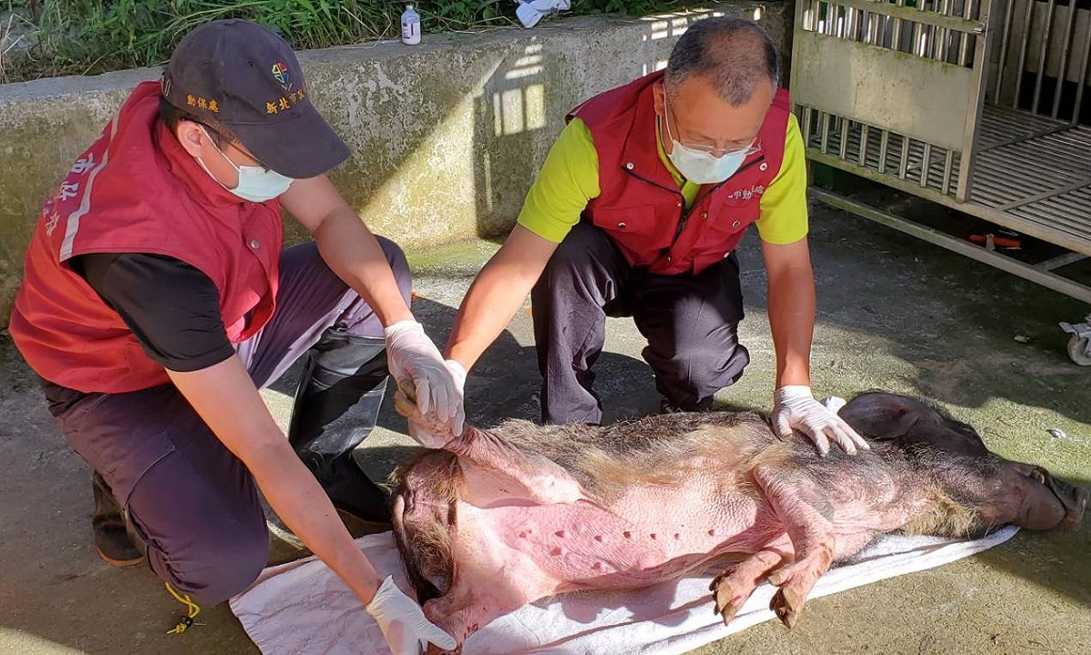 獸醫師謝弘斌為山豬進行初步檢傷處理。 圖：新北市動保處提供