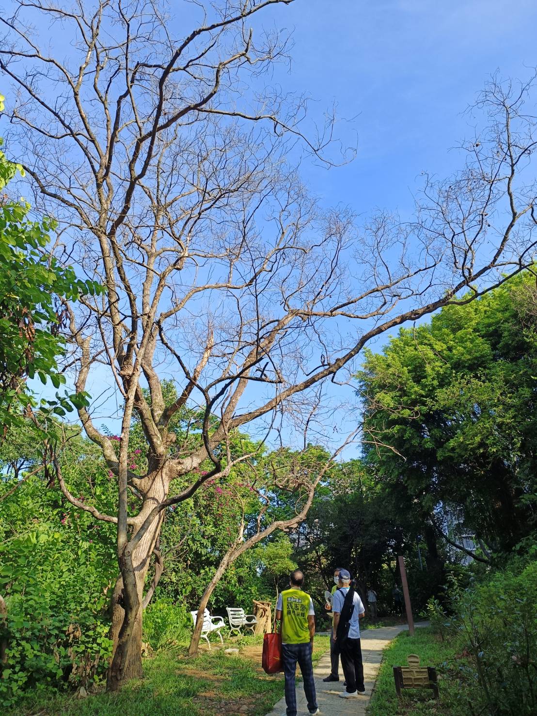 中和自強公園山上的老樹接連發生白蟻入侵蛀蝕，有多起枯枝砸傷長輩的案件，市議員張志豪邀相關單位會勘。 圖：張志豪服務處提供