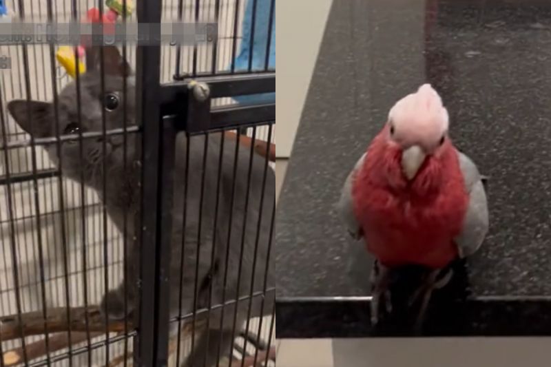 飼主家同時養鳥又養貓，喵喵習性錯亂，竟坐在鳥籠裡的橫木上休息。 圖／TiKTok：sajad.hus