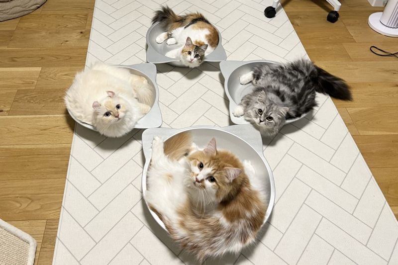 日本一名飼主買了消暑的貓鍋後，就發現貓咪們聚在一起像是在「開會」！ 圖／推特帳號potechi_nikki