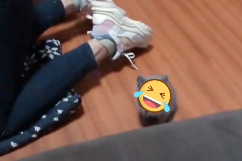一名女網友趴在地上找貓咪，沒想到小貓就站在她身後！ 圖／抖音號：1202xhh