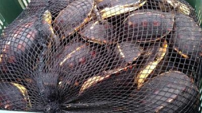 海巡署澎湖機動查緝隊在高雄外海查獲高雄籍漁船連宏鑫號，夾藏大批食蛇龜等保育龜活體馳往中國。 圖：海巡署提供