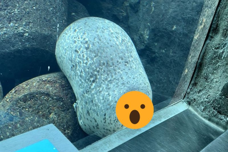 日本一名網友到旭山動物園，突然看見水族箱裡的「岩石」竟然有眼睛！ 圖／推特帳號GacchiRika