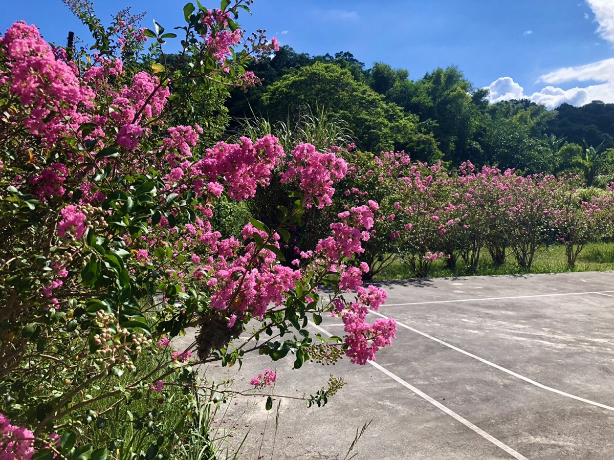 貢寮環保公園種植許多紫薇花，民眾可以親近欣賞浪漫細緻的紫紅花朵。 圖：新北市綠美化環境景觀處