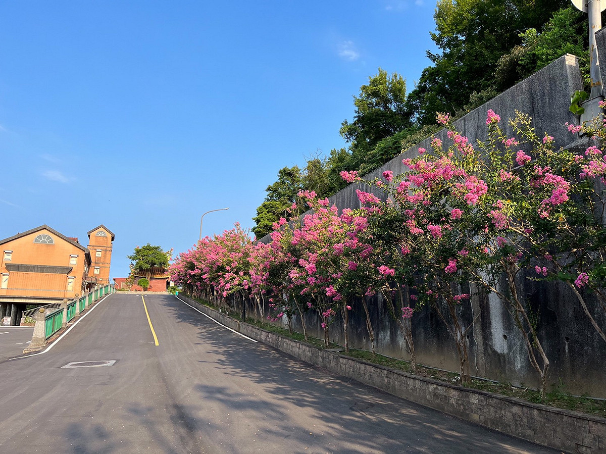 貢寮環保公園紫紅色紫薇搭配著藍天顯得格外細緻浪漫。 圖：新北市綠美化環境景觀處