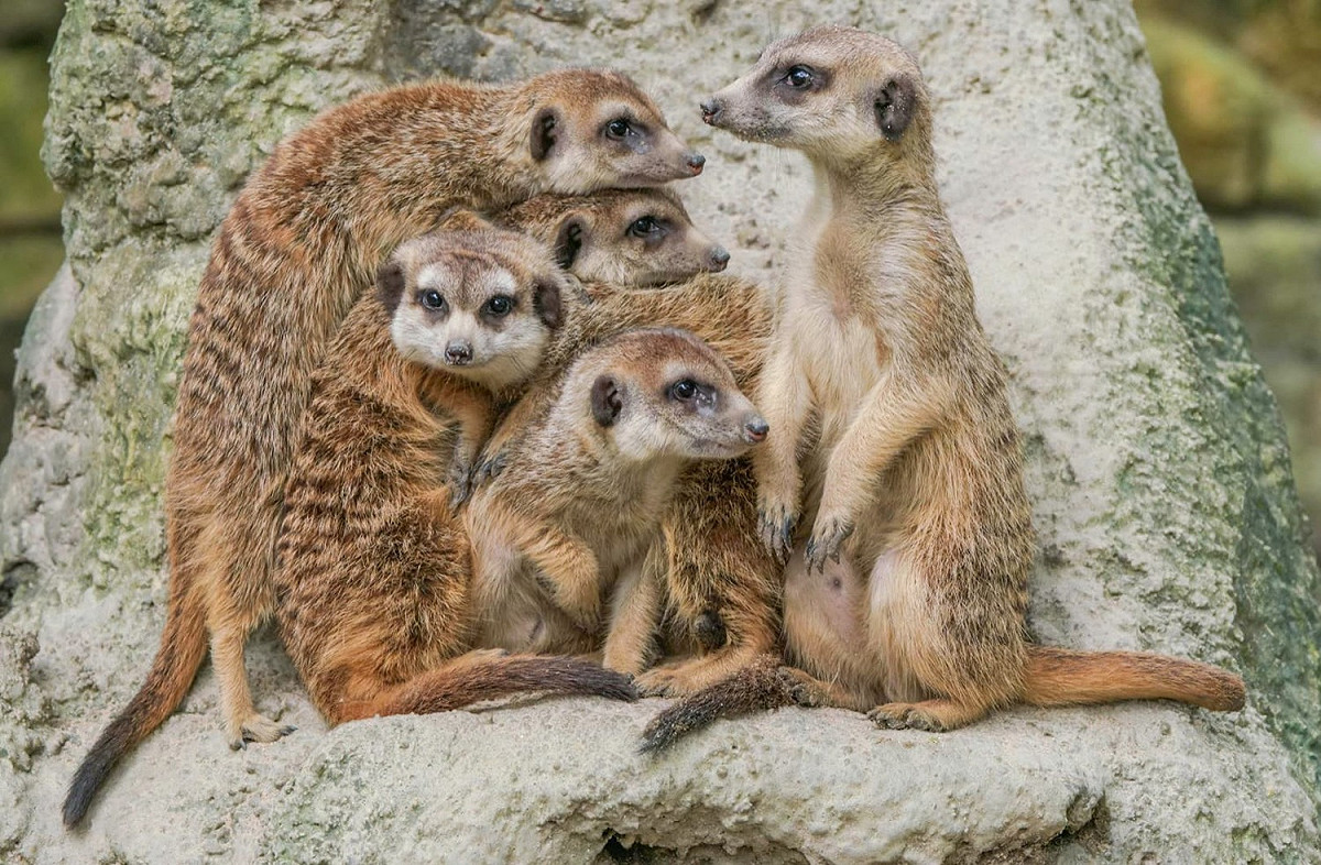 狐獴家族要維持溫馨團結其實很不容易。 圖：台北市立動物園 /提供