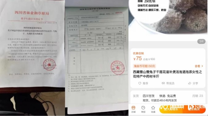 一家販賣雪兔子的店舖出示《四川林業和草原局准予行政許可決定書》、《國家重點保護野生植物採集單》，不過專家質疑其真實性。