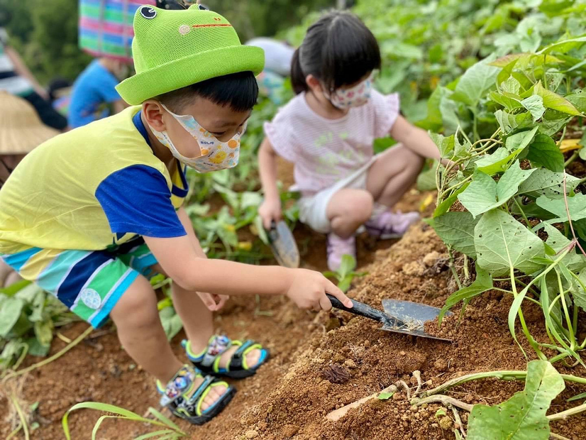 金山遠足生態農場體驗親子挖甘藷。