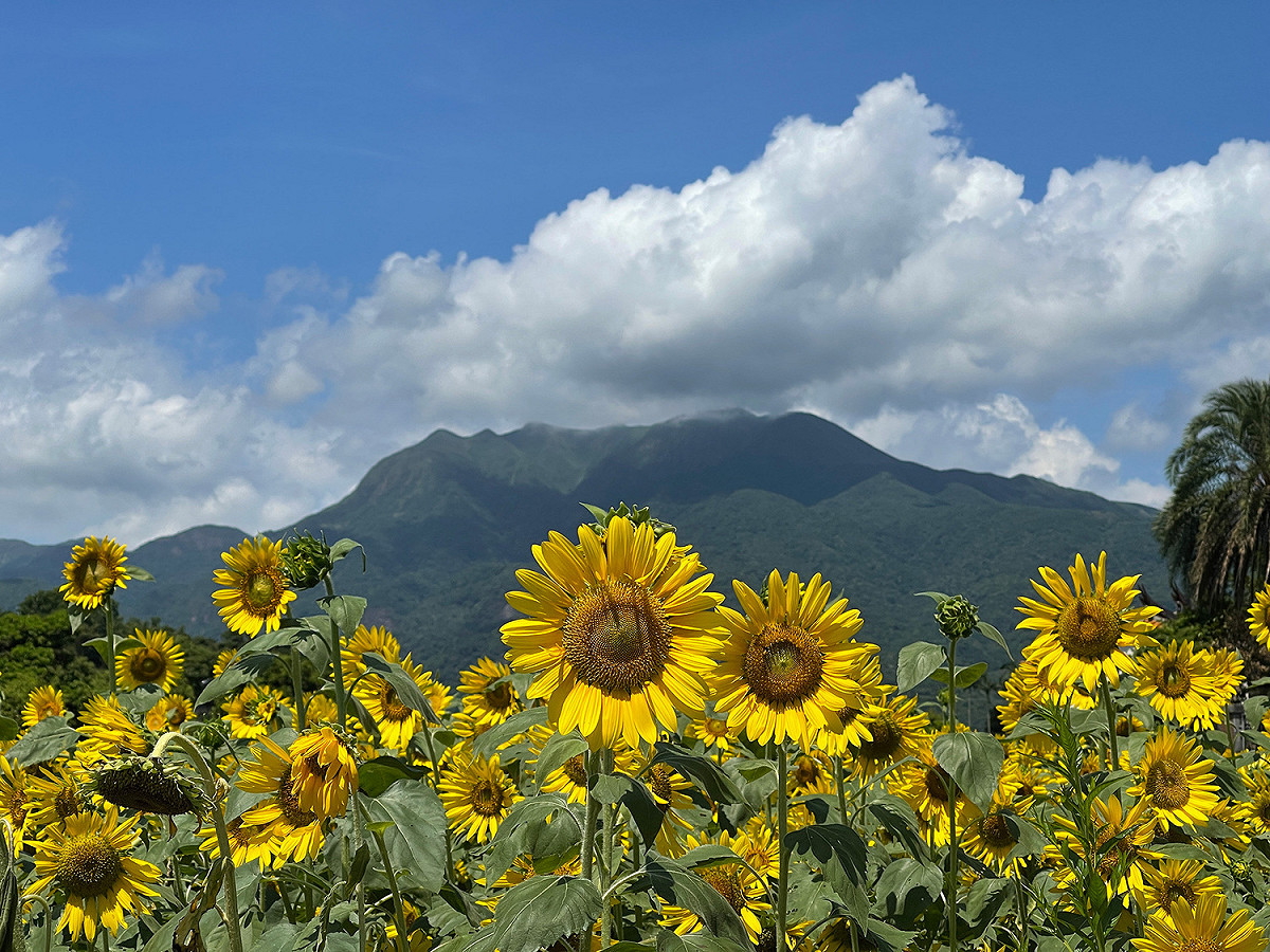 向日葵花海與金山美人山。