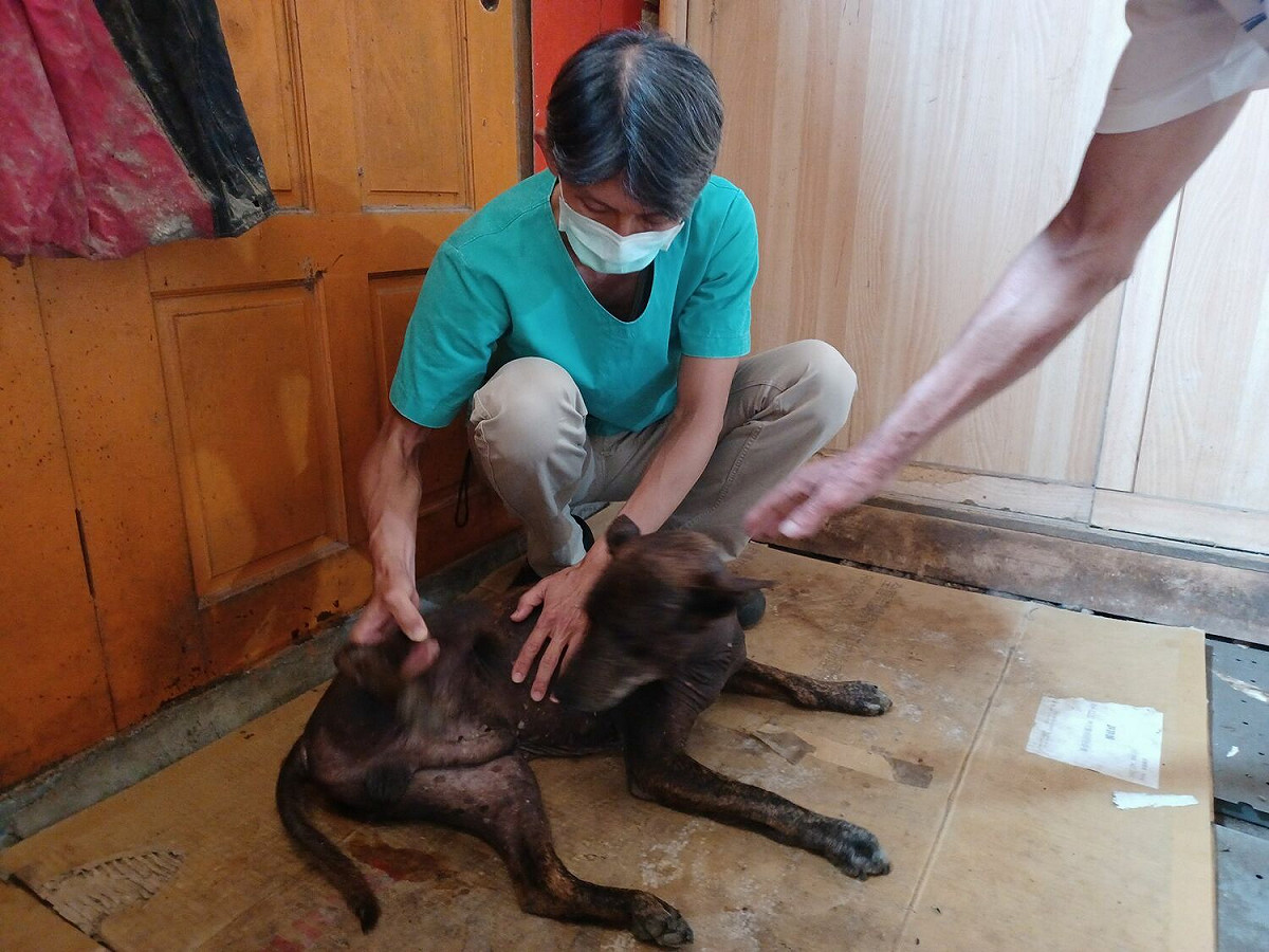 一週後探訪陳先生住家，陳先生表示已無血尿且傷口復原良好，非常感謝動保處協助醫療。 圖：新北市動保處提供