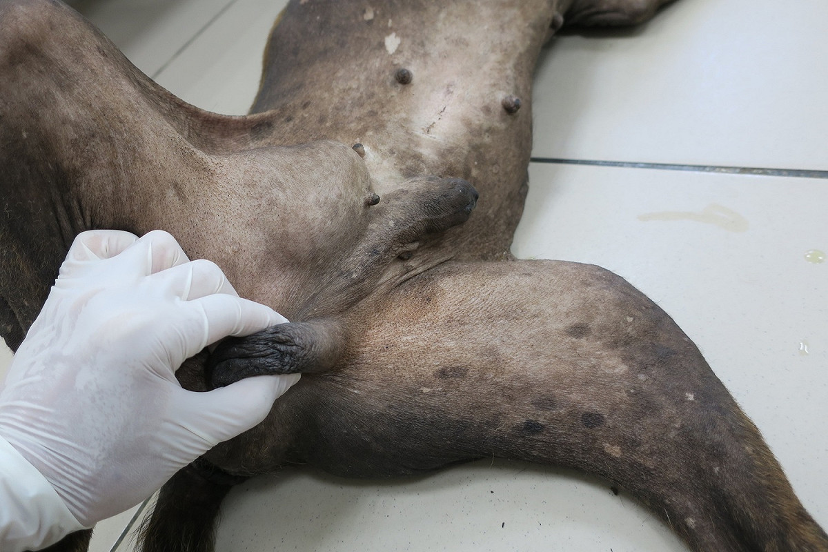 獸醫師黃繼霆檢查後確認牠下腹部大腫塊其實是右側的鼠蹊隱睪。 圖：新北市動保處提供