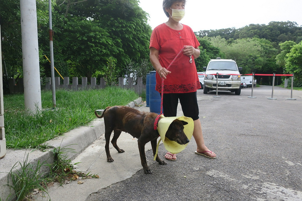 術後陳先生帶回家中照顧。 圖：新北市動保處提供