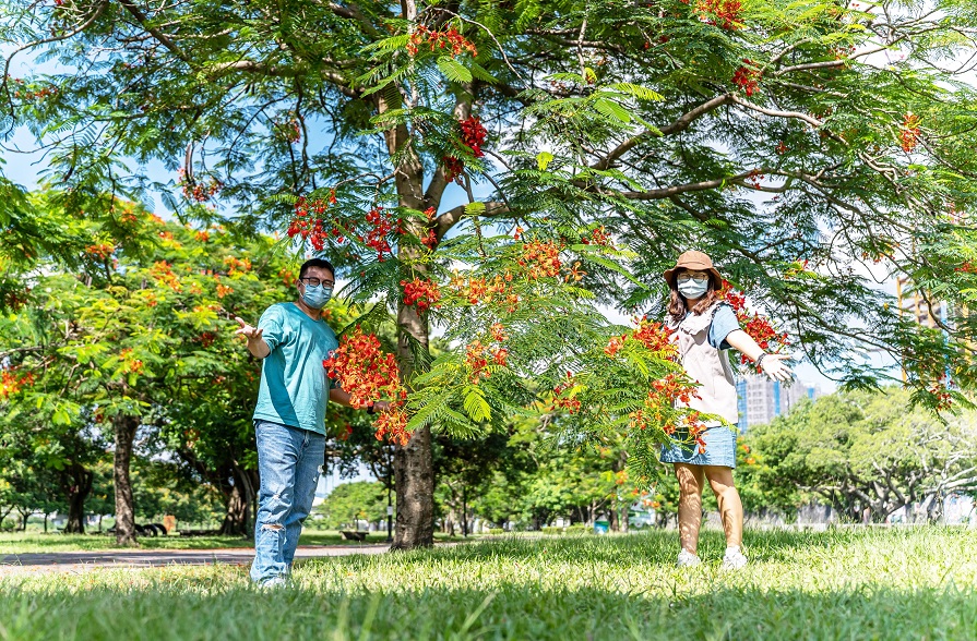 鳳凰木盛開花朵與河濱綠油油的草地相互輝映。