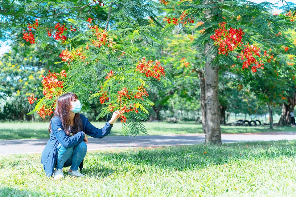 艷紅的鳳凰木為河濱自行車道換上華麗衣裳。