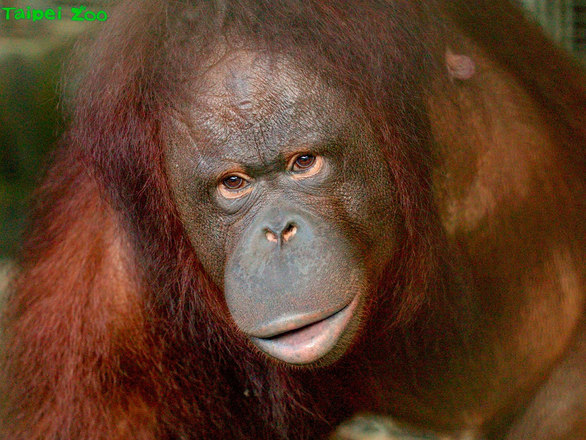 紅毛猩猩「可秀」在6月6日凌晨順利誕下寶寶「秀彩」。 圖：台北市立動物園 /提供