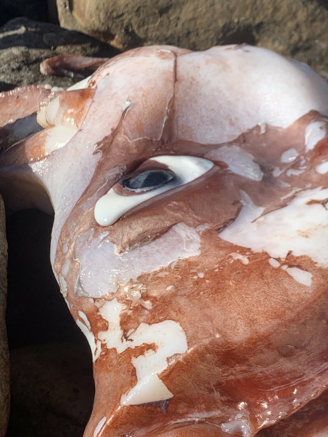 南非海邊被發現一隻「巨型魷魚」的屍體，眼睛就比餐盤還要大。 圖:翻攝自推特Tim Dee( @TimDee4)