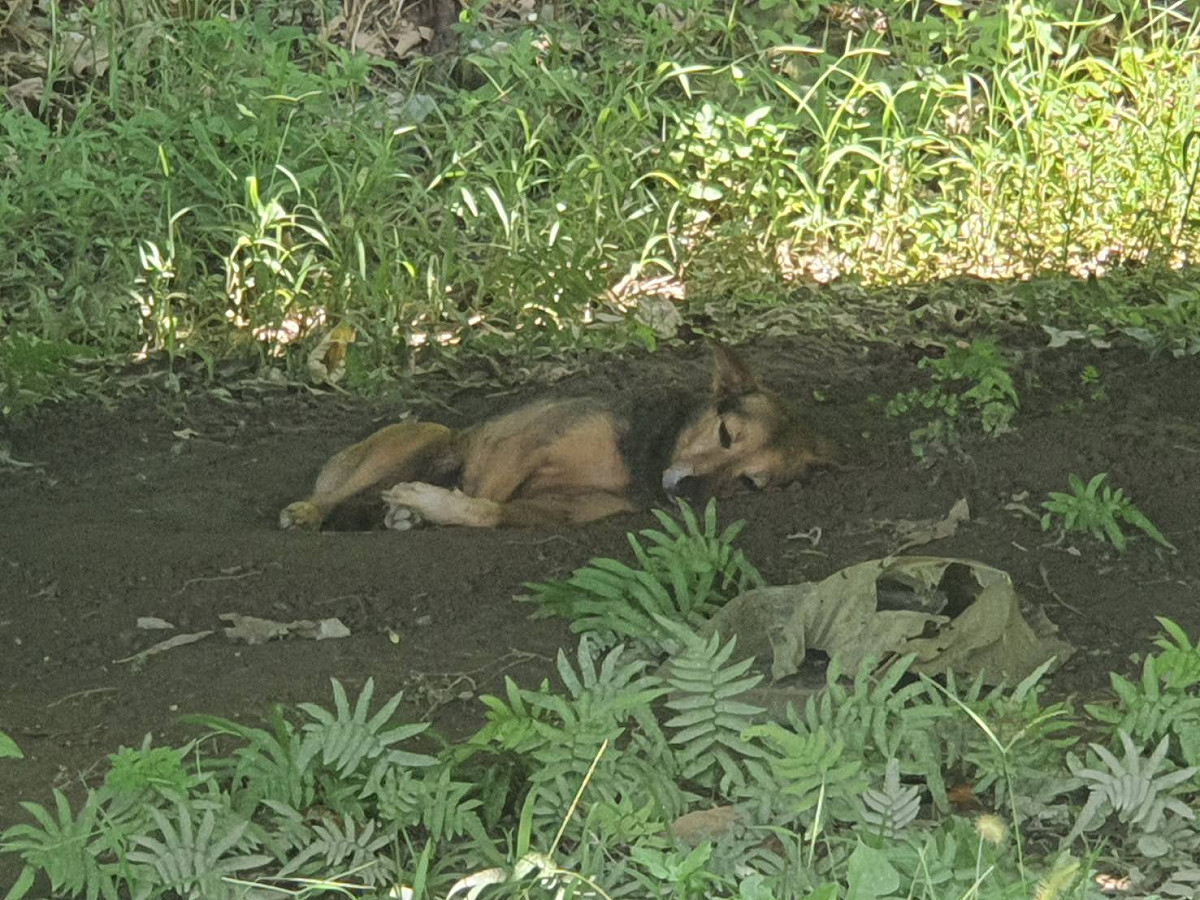 以空地為家的流浪犬。圖：新北市動保處提供 圖：新北市動保處提供