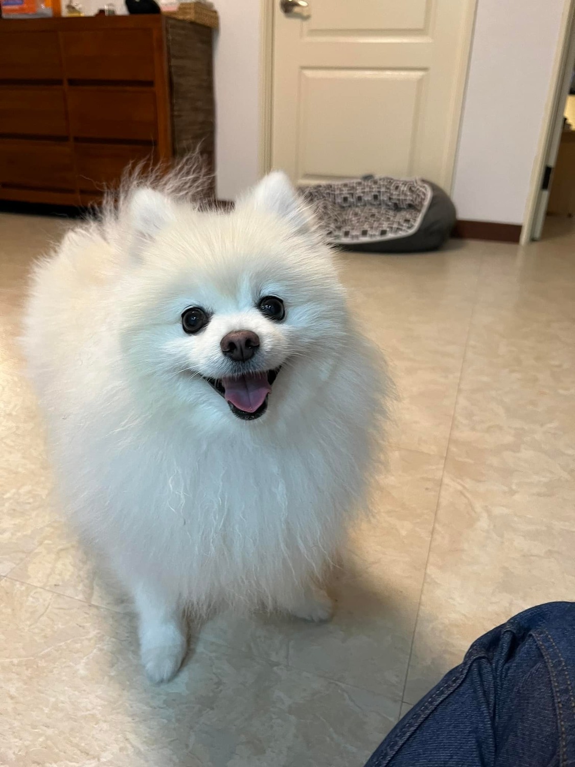 台北市副市長黃珊珊的愛犬小俠。 圖：翻攝自黃珊珊臉書