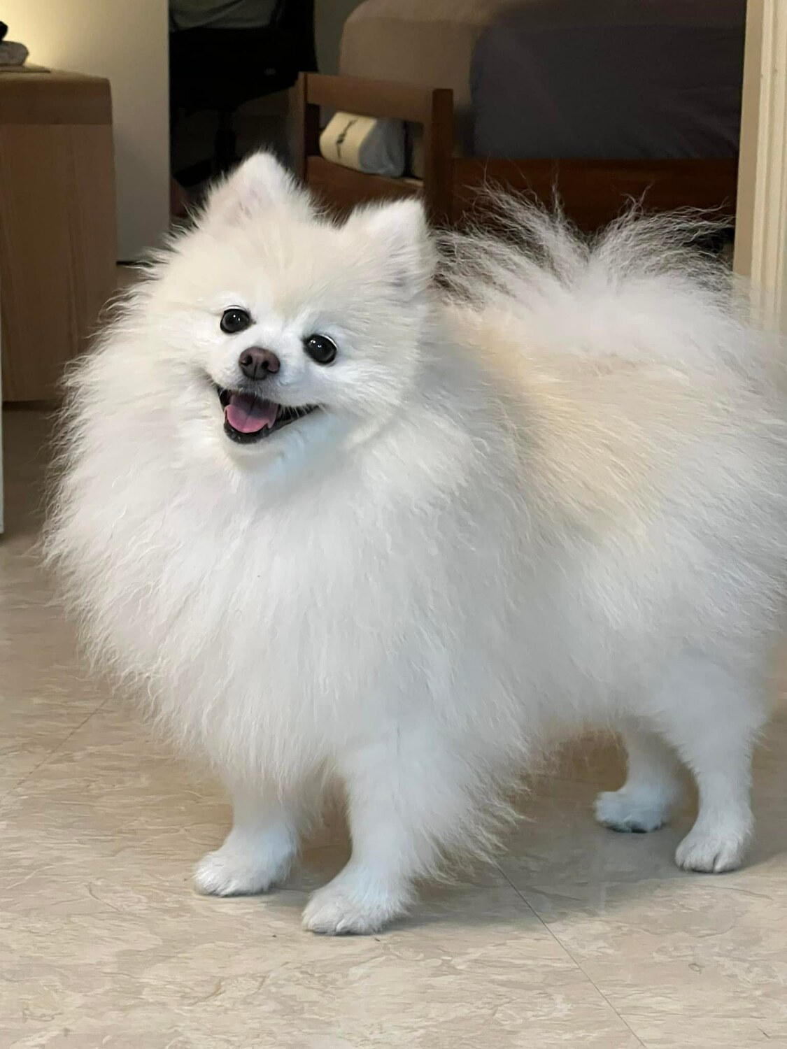 台北市副市長黃珊珊的愛犬小俠。 圖：翻攝自黃珊珊臉書