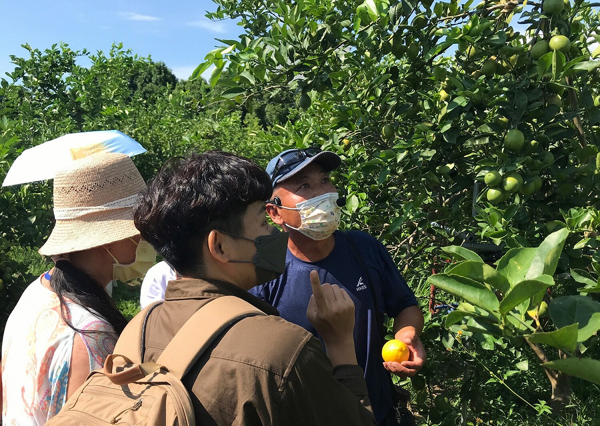 踏入台中外埔的檸檬園來場食農教育，還可品嚐新鮮檸檬的清香與沁人心脾。
